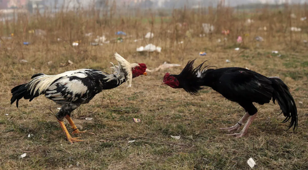 Sabung Ayam