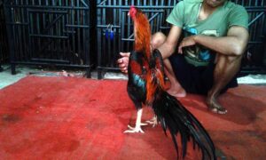 ayam-bangkok-630f51d2dbfe17591243ba62